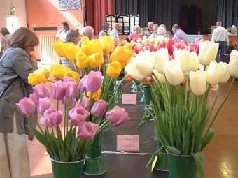 Dutch tulips vase classes               