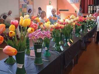 Dutch tulips Society's Main Annual Show