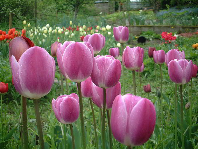 Tulip seedling breeder bed