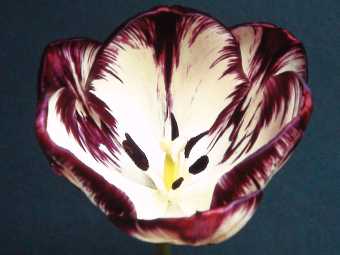 Columbine feathered tulip               