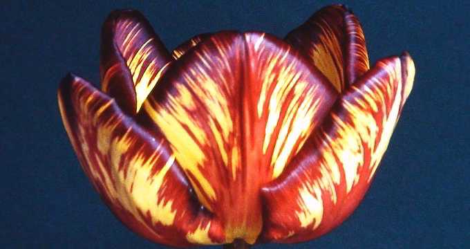 Dr Hardy flamed tulip