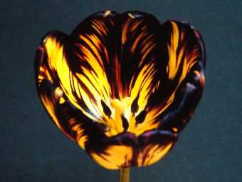 James Wild flamed tulip