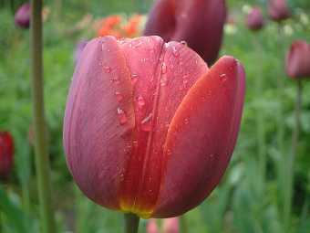 Lemuria breeder tulip