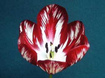 Wakefield flamed tulip      