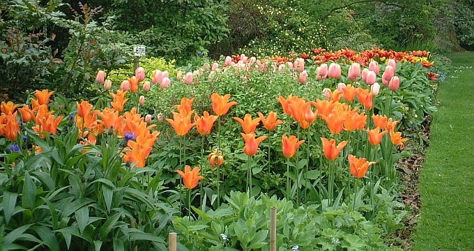 Dutch Tulips