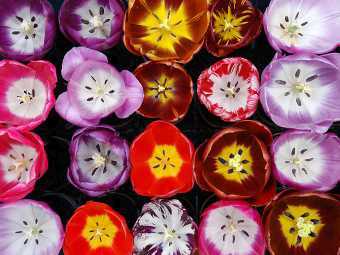Group of English florist's tulips