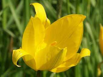 Species Tulips