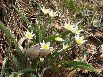 Species tulips T. turkestanica  