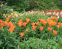 Dutch Tulips