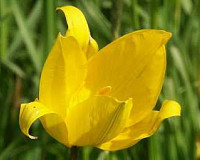 Species Tulips